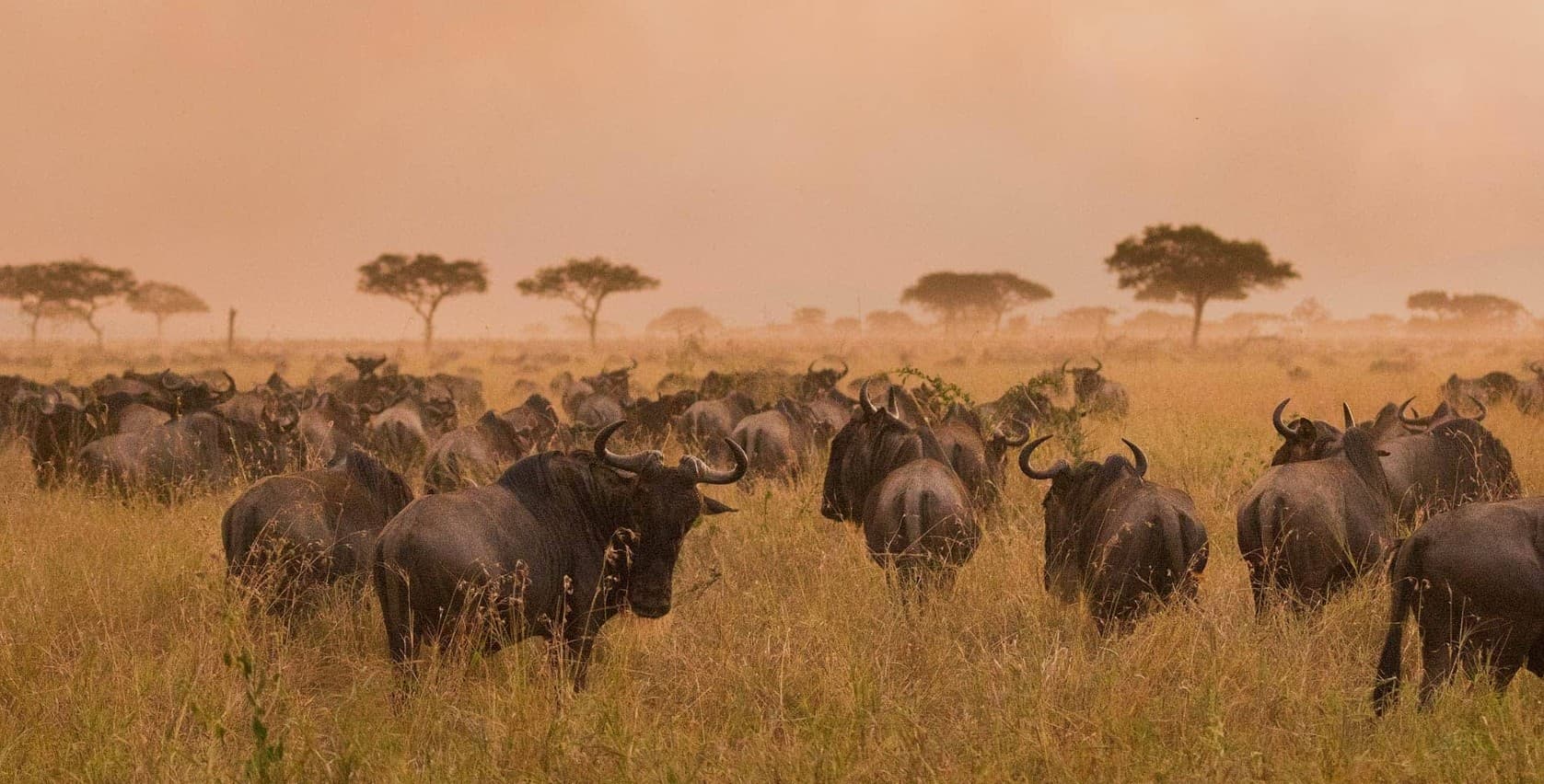 Safari da Tanzânia