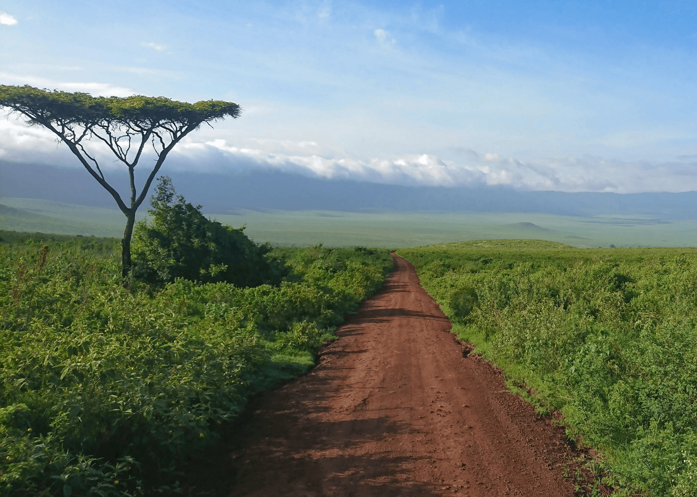 Paisagem do Safari